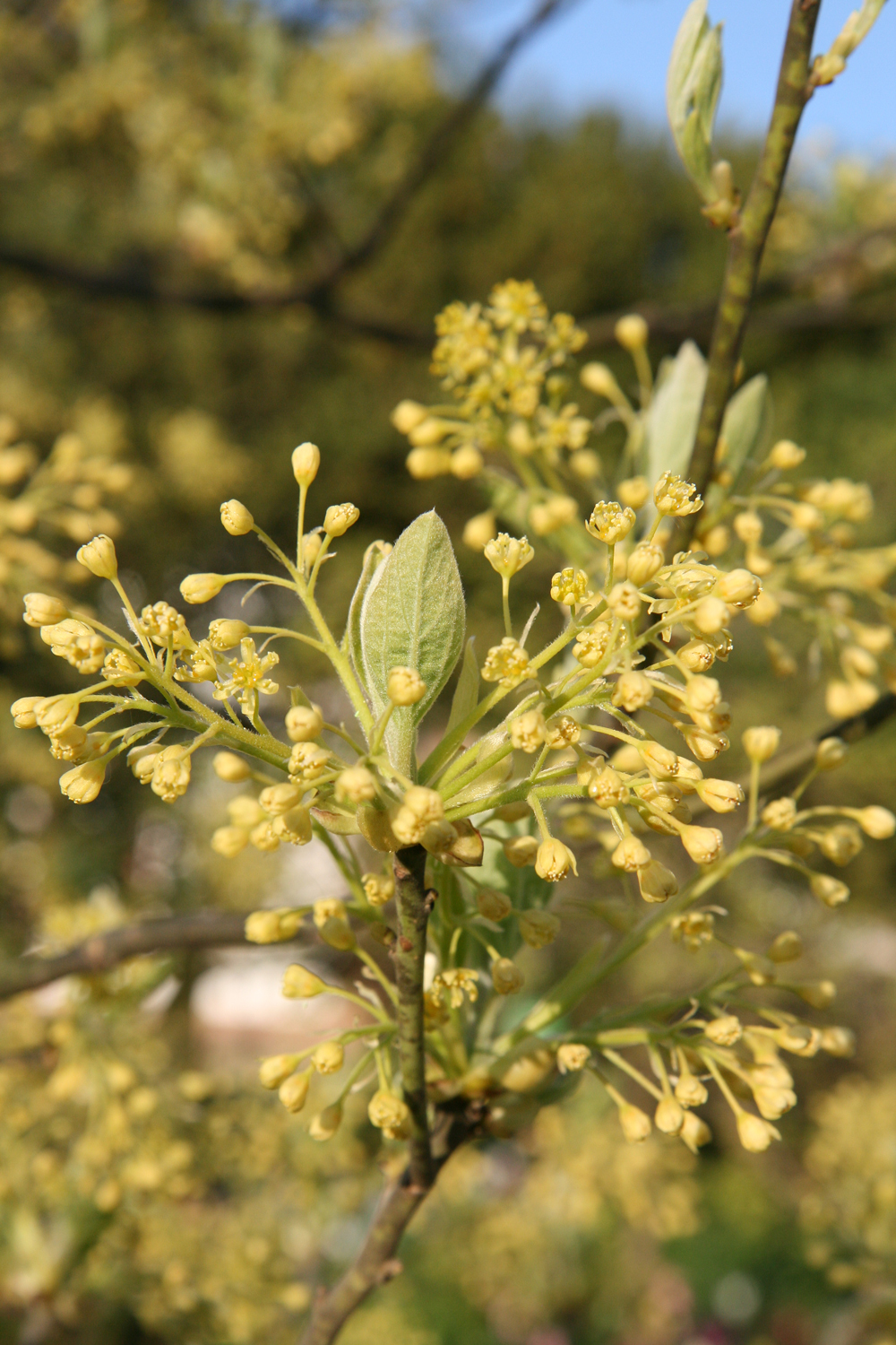 Sassafras albidum - Schlosspark Heltorf - April 2015