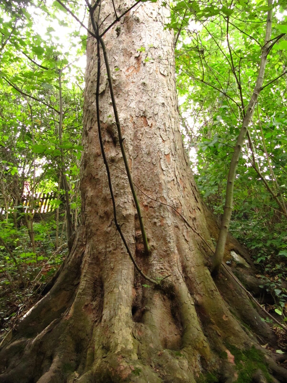 Acer pseudoplatanus