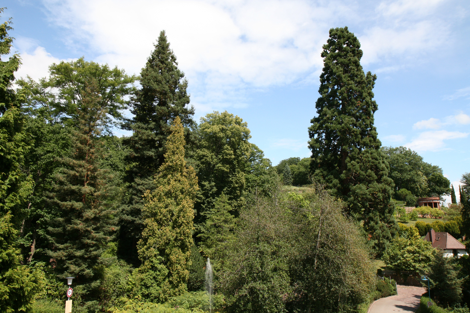 Sequoia sempervirens (links) - Bad Gleisweiler - Juli 2011