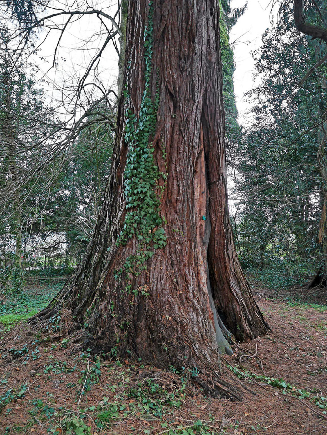 Sequoiadendron giganteum - Lindau-Bad Schachen - 2012