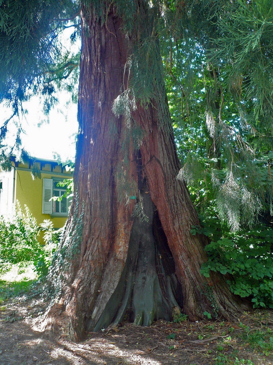 Sequoiadendron giganteum - Lindau-Bad Schachen - 2012