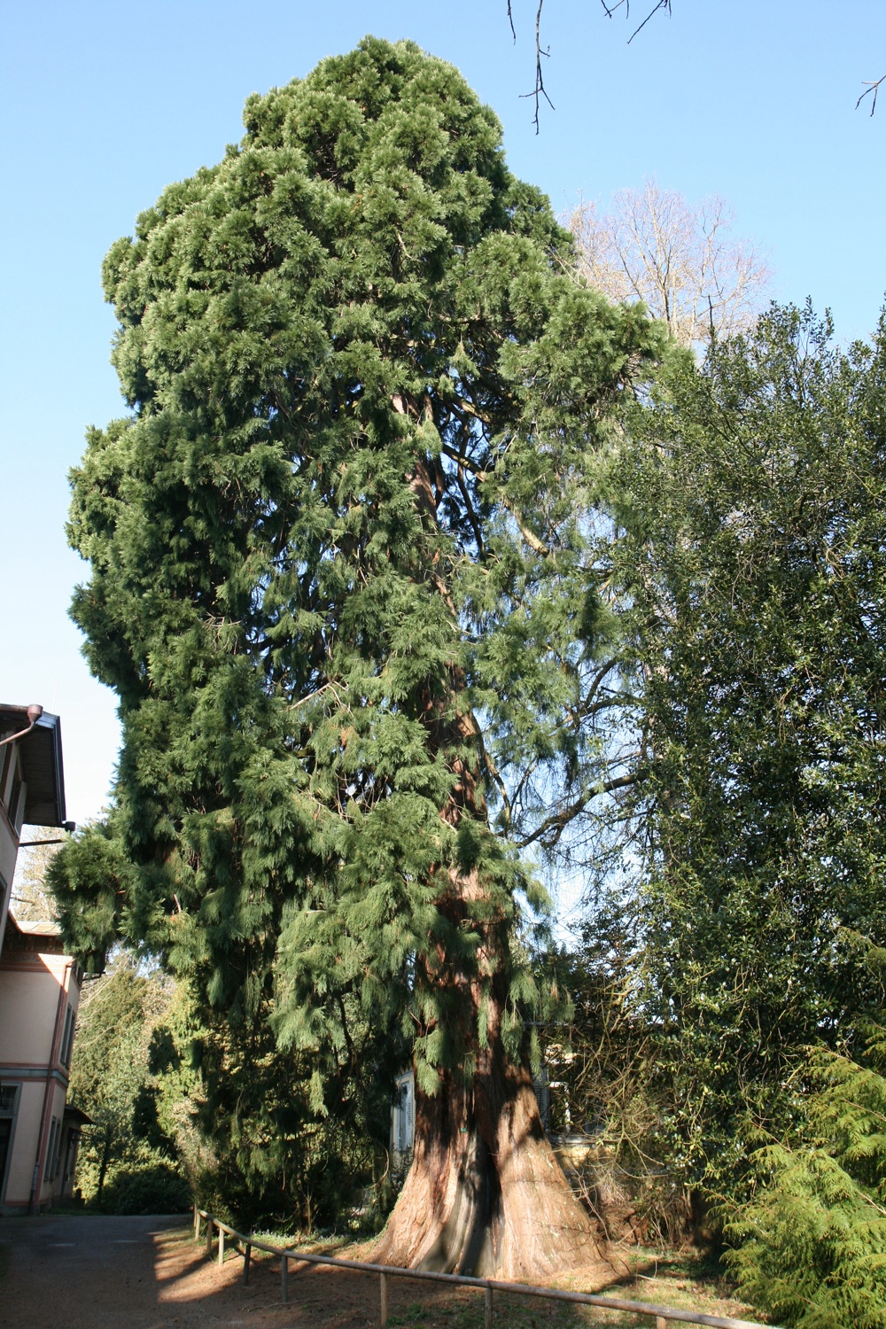 giganteum Sequoiadendron