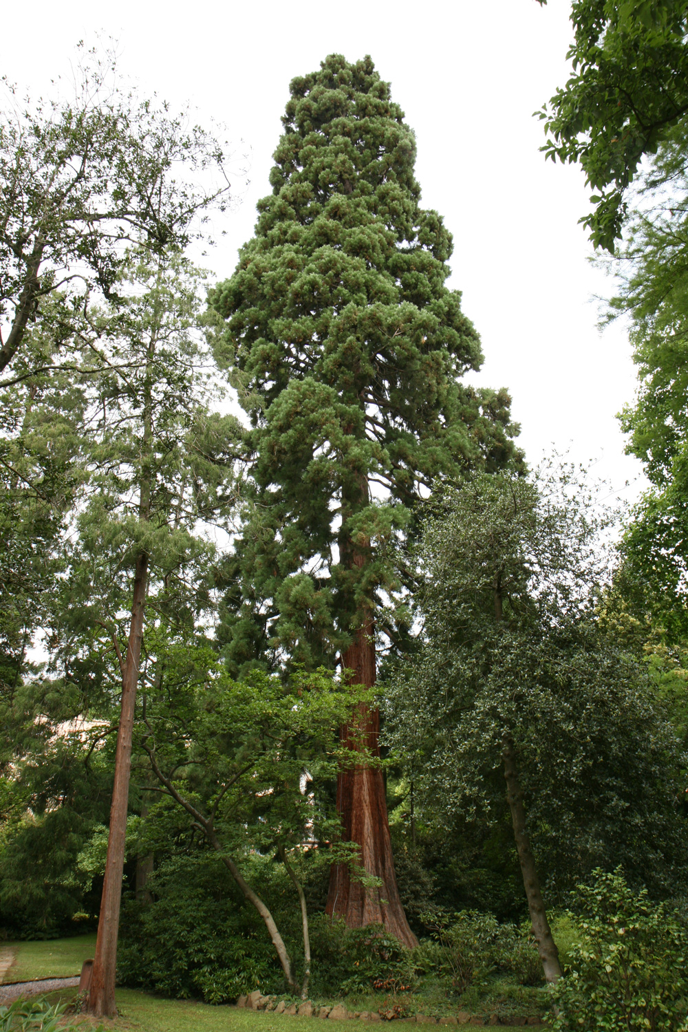 giganteum Sequoiadendron