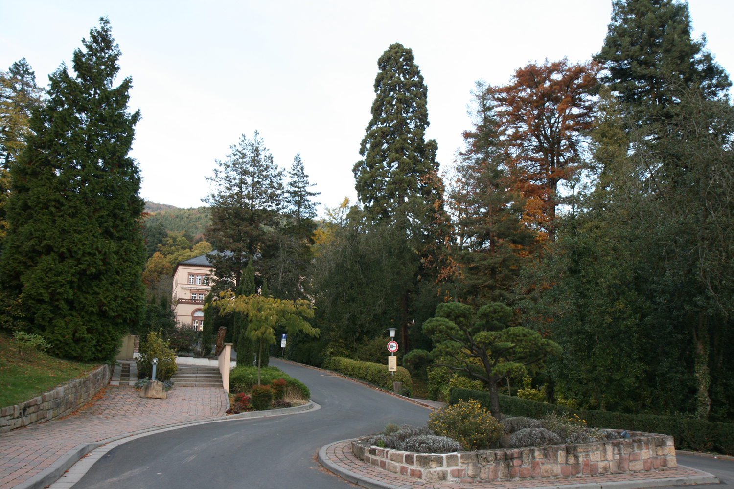 Sequoiadendron giganteum - Bad Gleisweiler - Okt. 2012