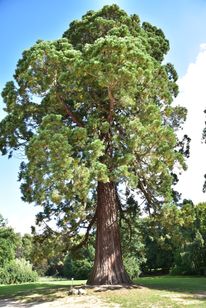 Sequoiadendron giganteum - Kaarz - August 2016