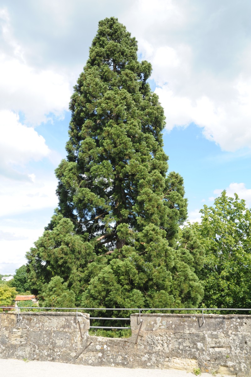 giganteum Sequoiadendron