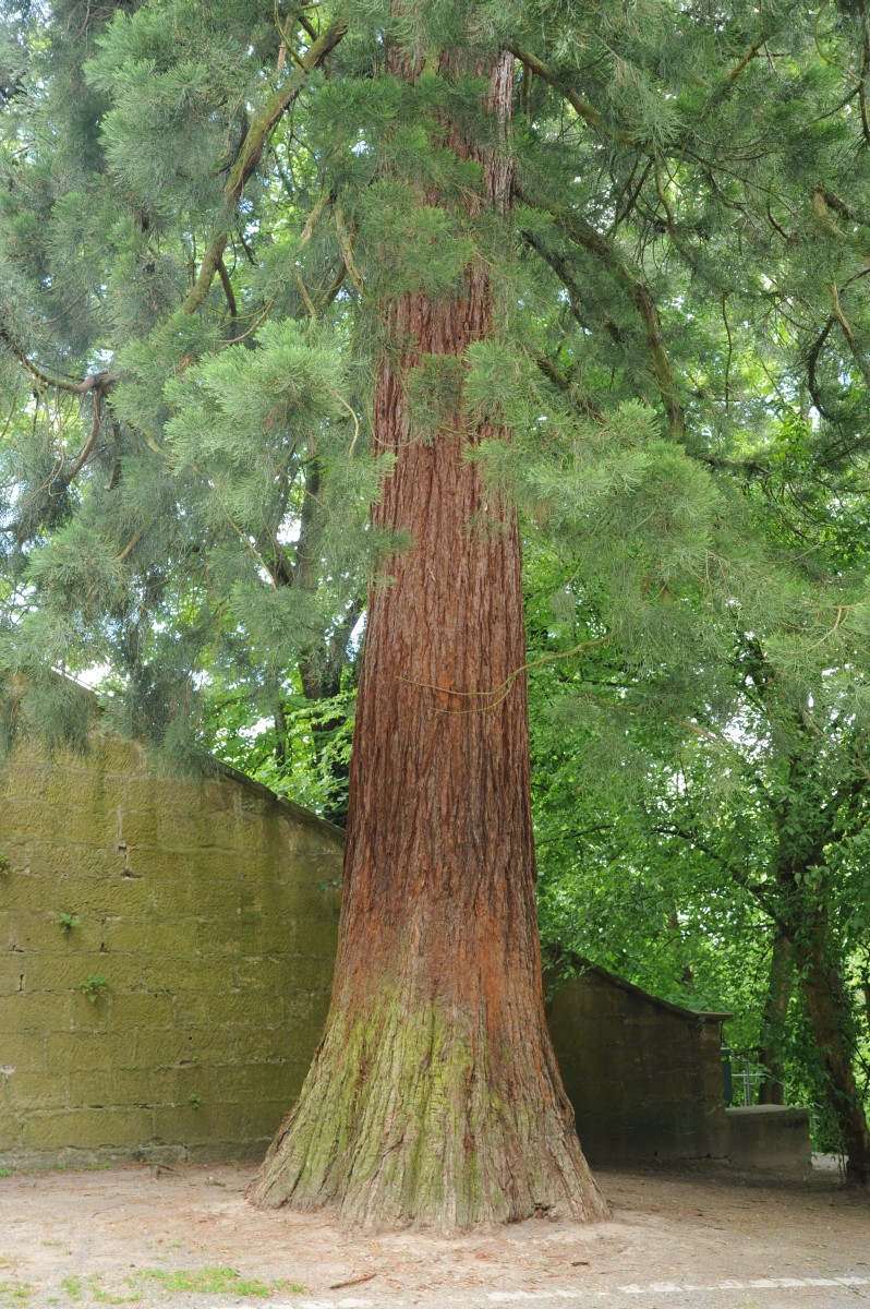 Sequoiadendron giganteum - Coburg Veste - Juni 2014