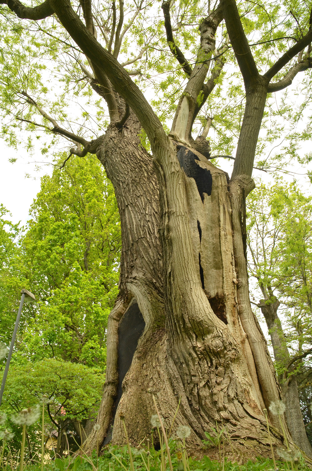 Styphnolobium japonicum - Heilbronn - 2021