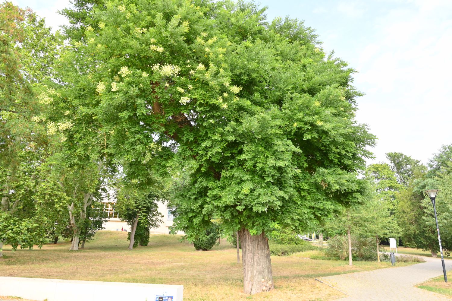 Styphnolobium japonicum - Schwedt - 2020