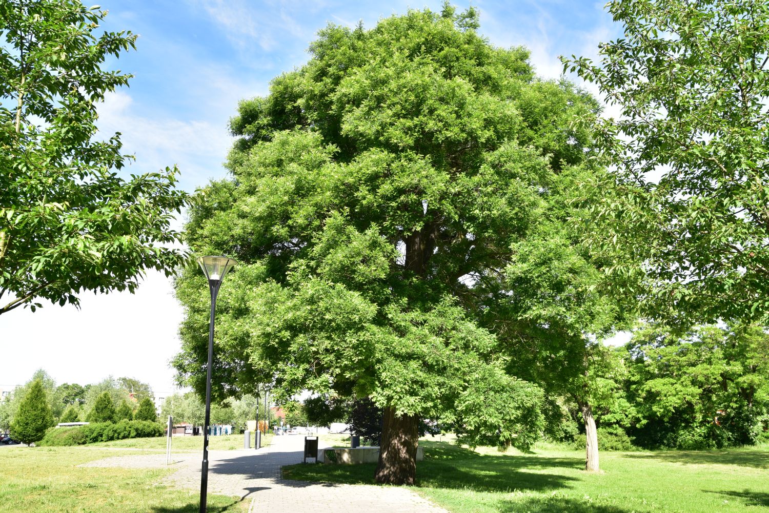 Styphnolobium japonicum - Schwedt - 2017