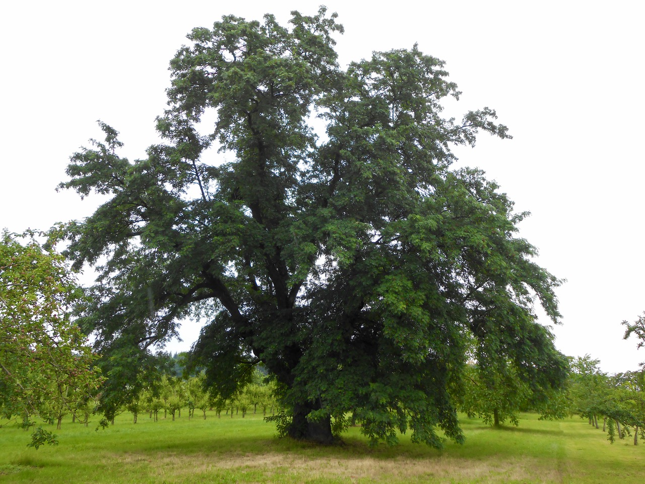 Sorbus domestica - Ockstadt - 2020