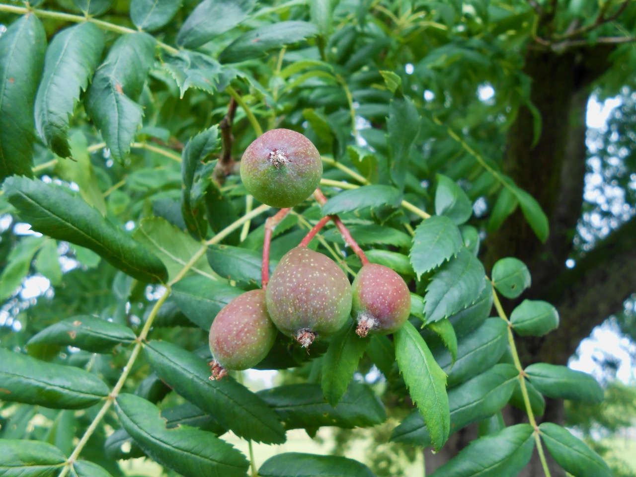 Sorbus domestica - Ockstadt - 2020