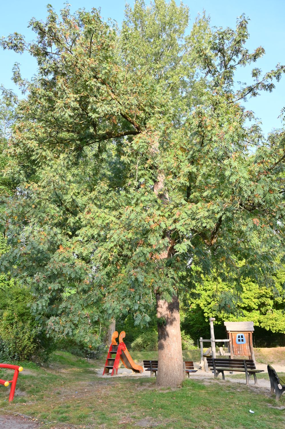domestica Sorbus