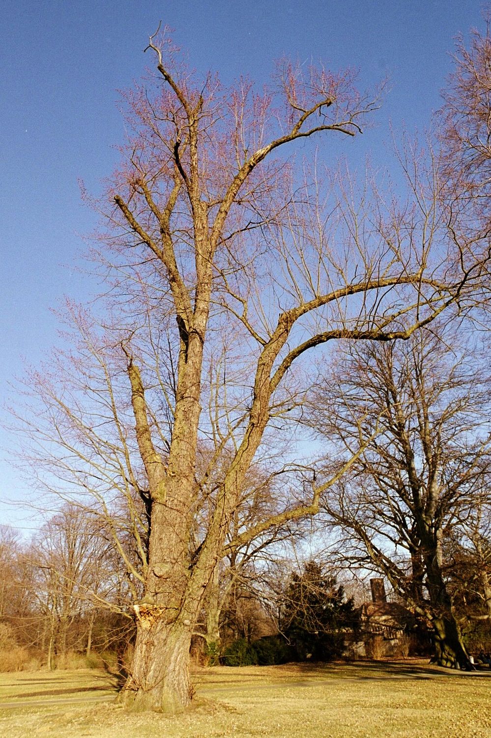 Silberahorn - Bad Muskau - April 2003