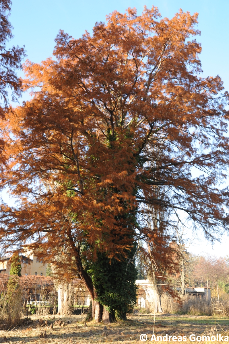 distichum Taxodium