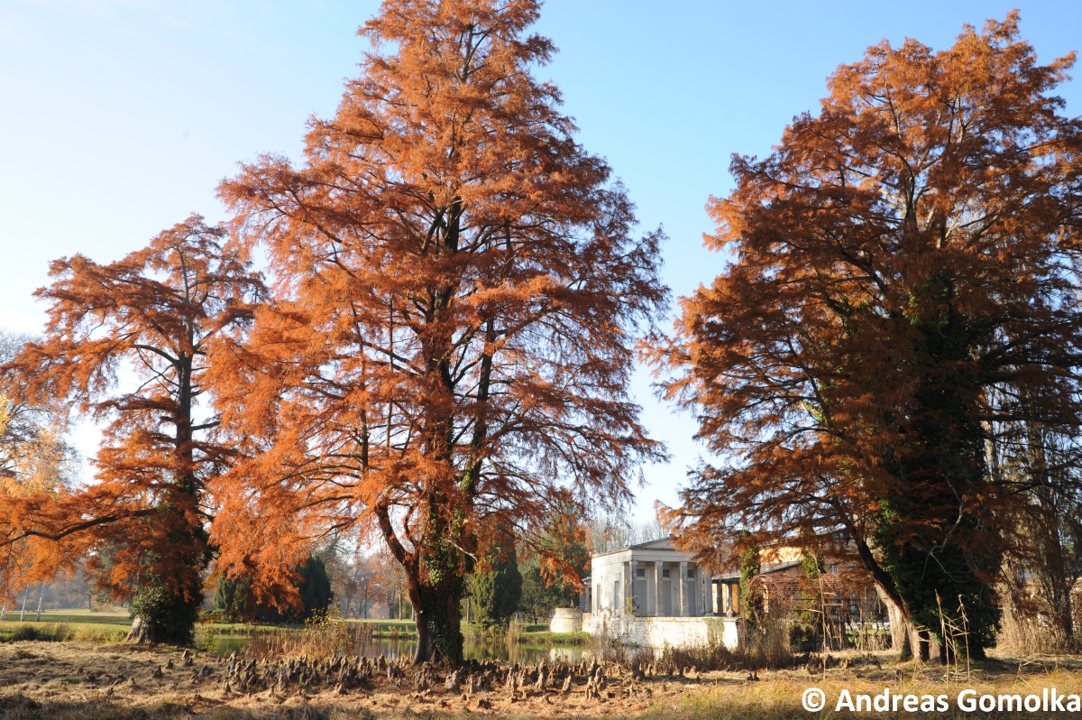 Sumpfzypresse - Potsdam - 2012