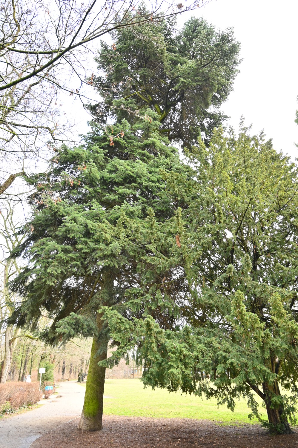 Abies cephalonica