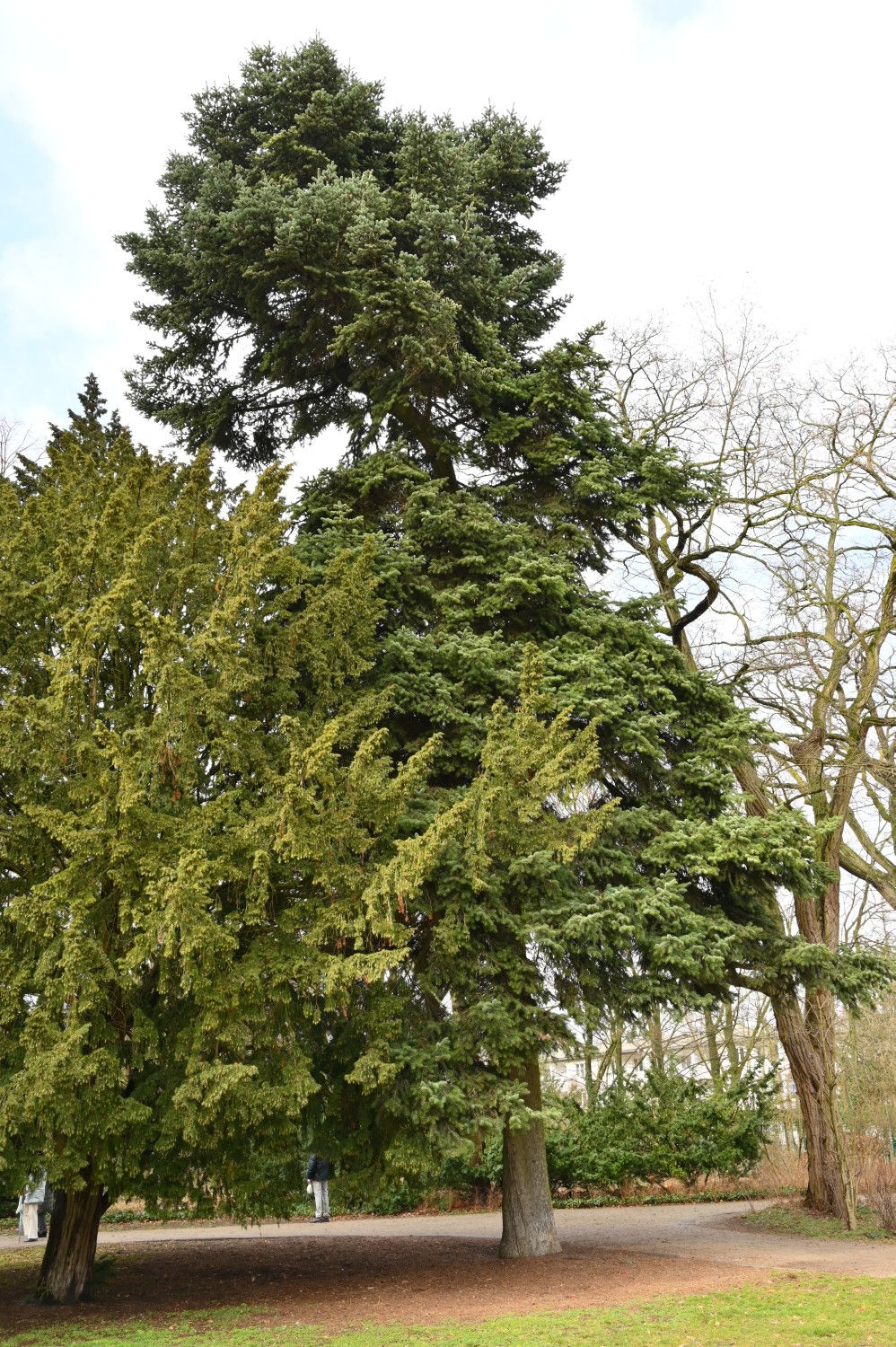 Abies cephalonica - Berlin, Britz - 2021