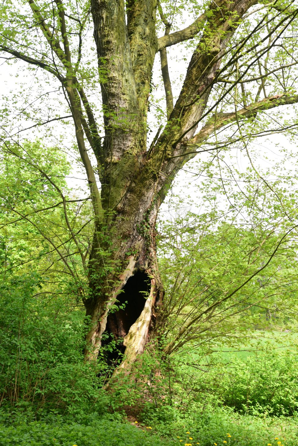Silberahorn - Lützow - Mai 2015