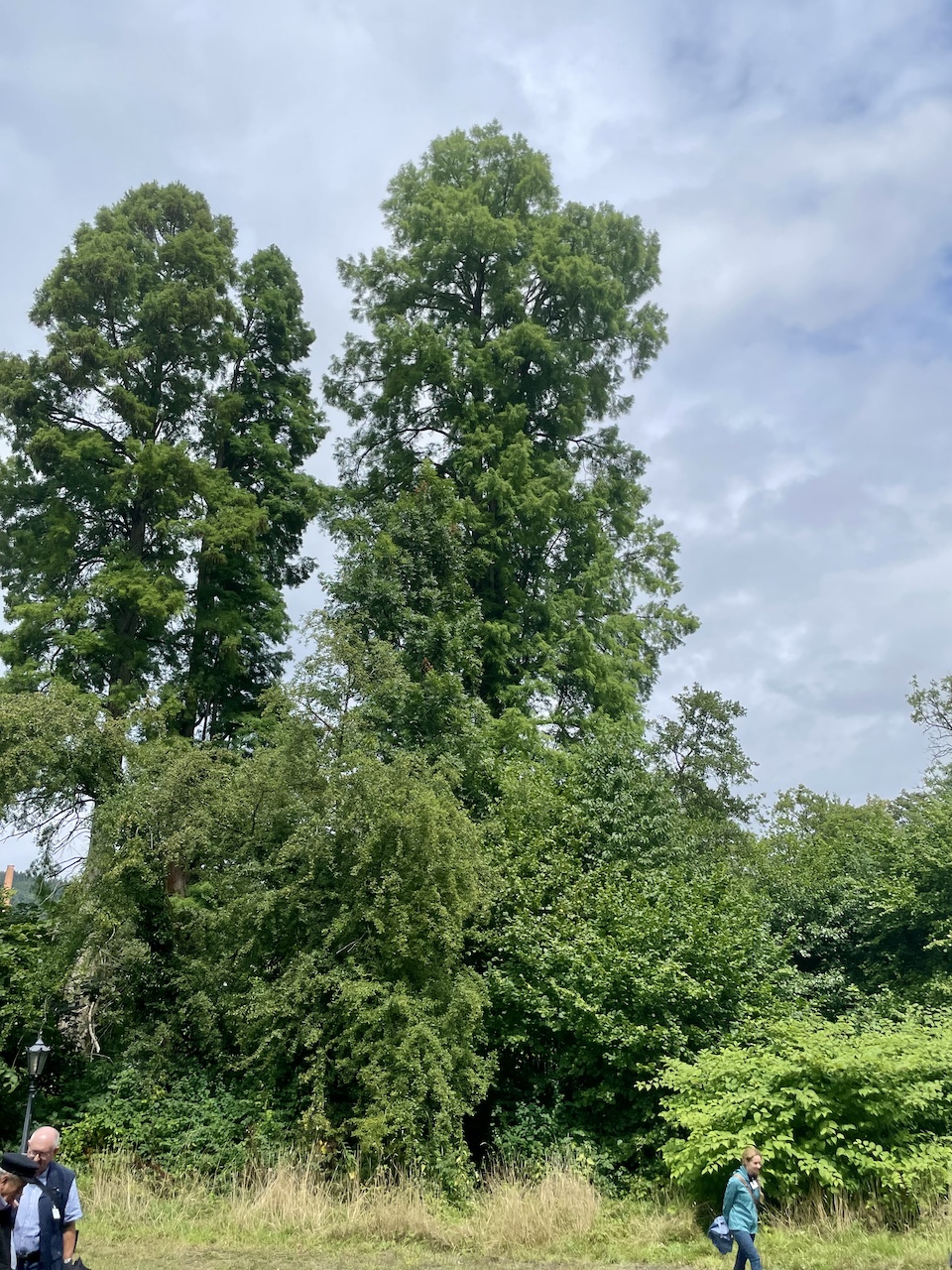 distichum Taxodium