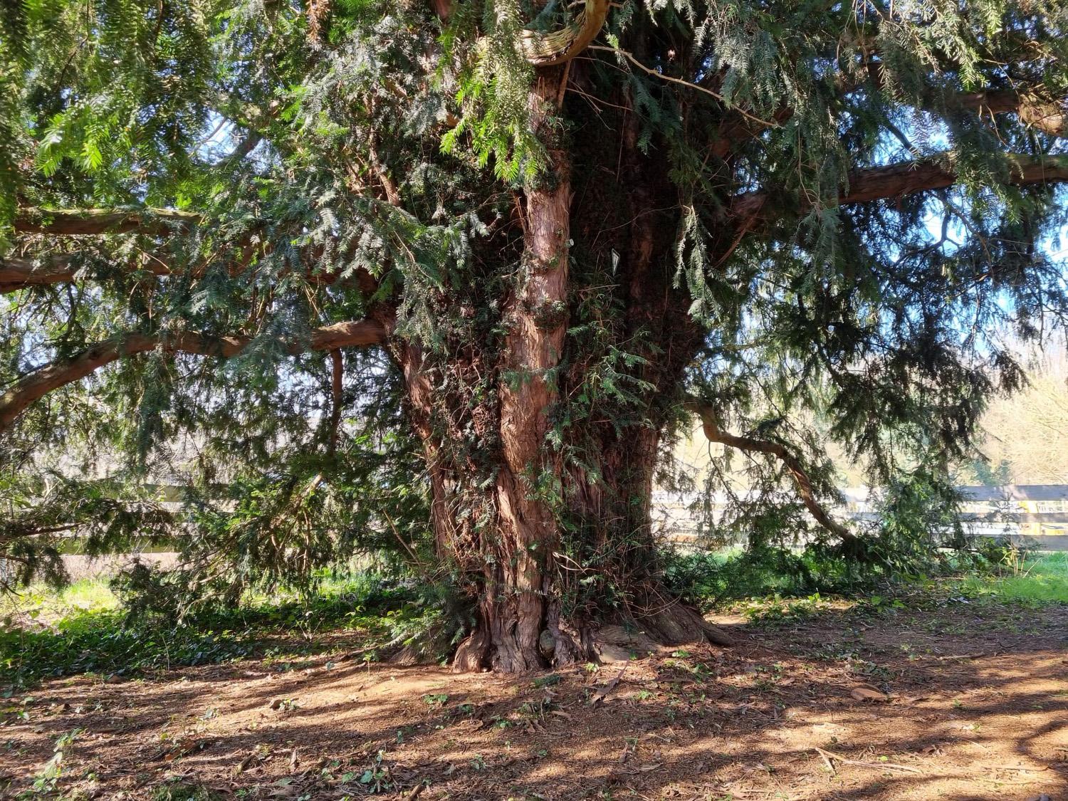 Alte Eibe bei Lebach - Juli 2023