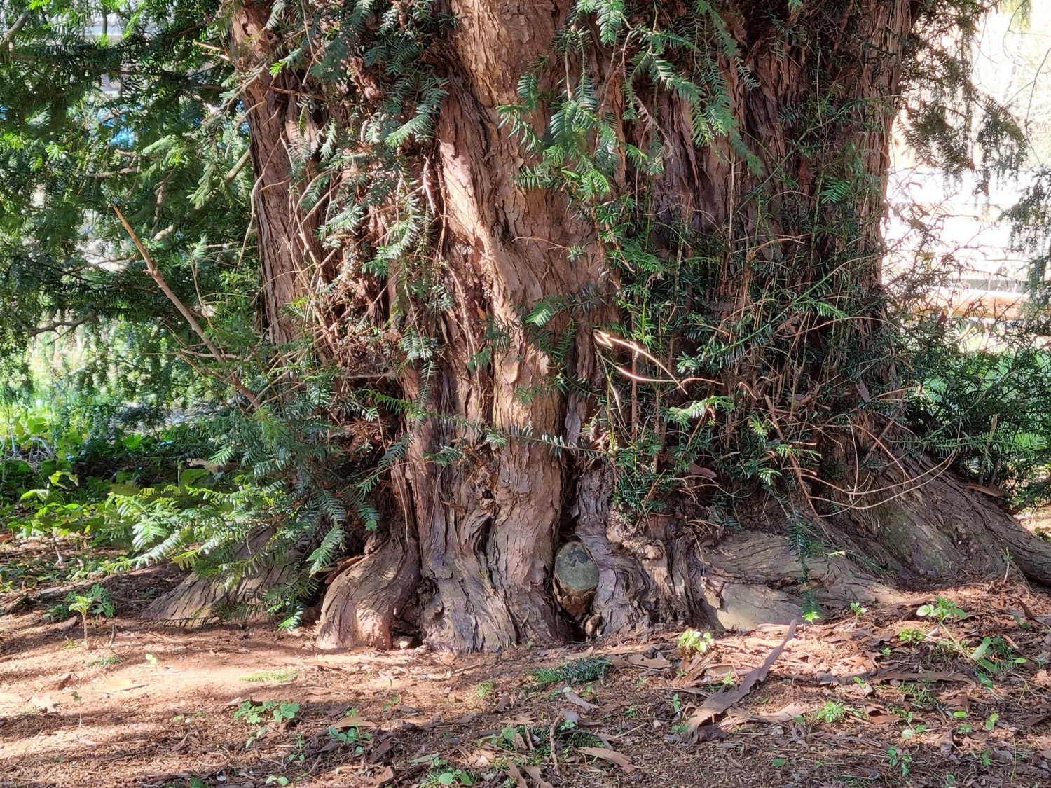 Alte Eibe bei Lebach - Juli 2023