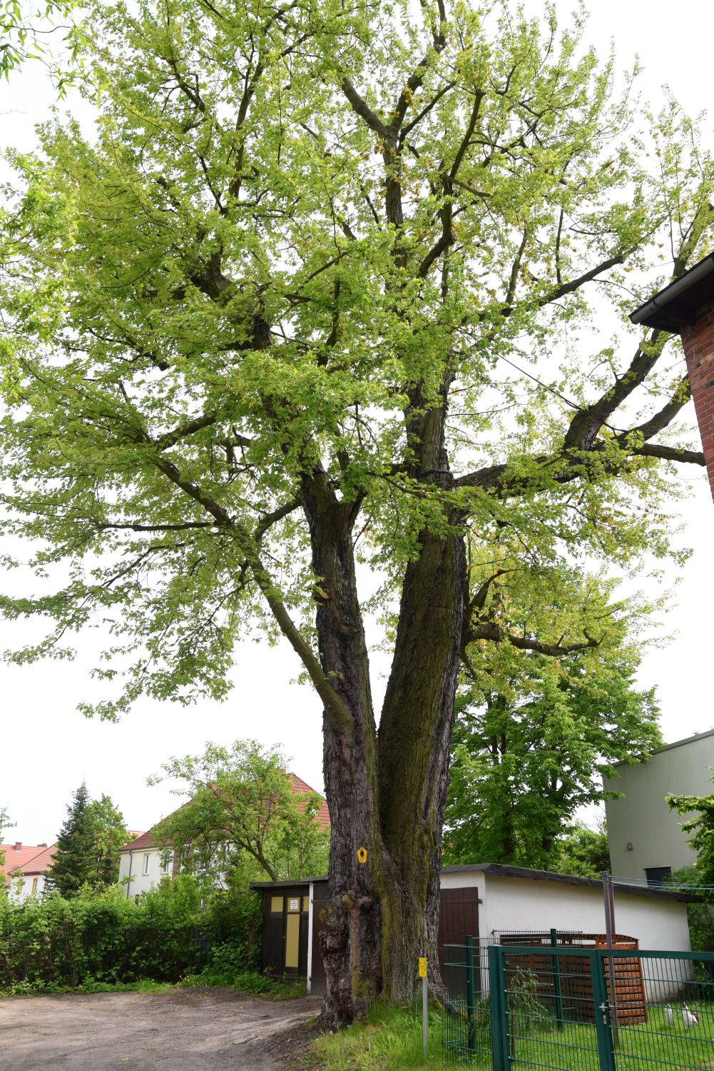 Silberahorn - Frankfurt (Oder) - April 2015