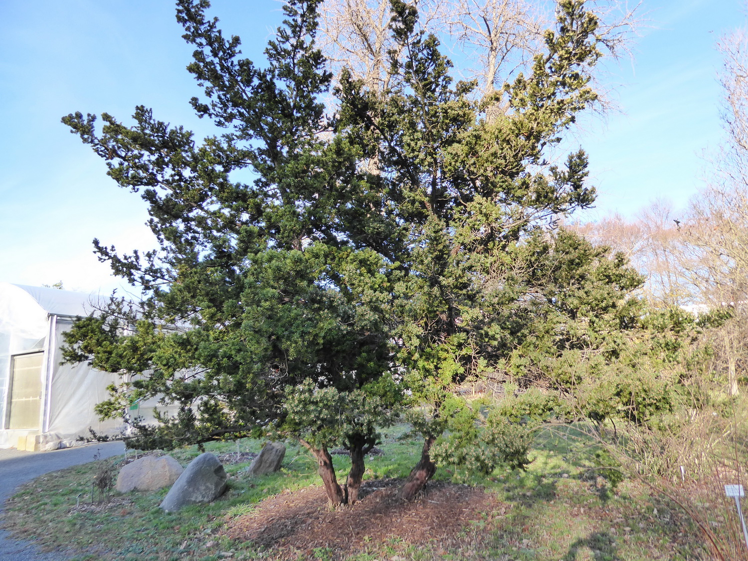 Taxus cuspidata var. nana - Dresden Botanischer Garten - Oktober 2012