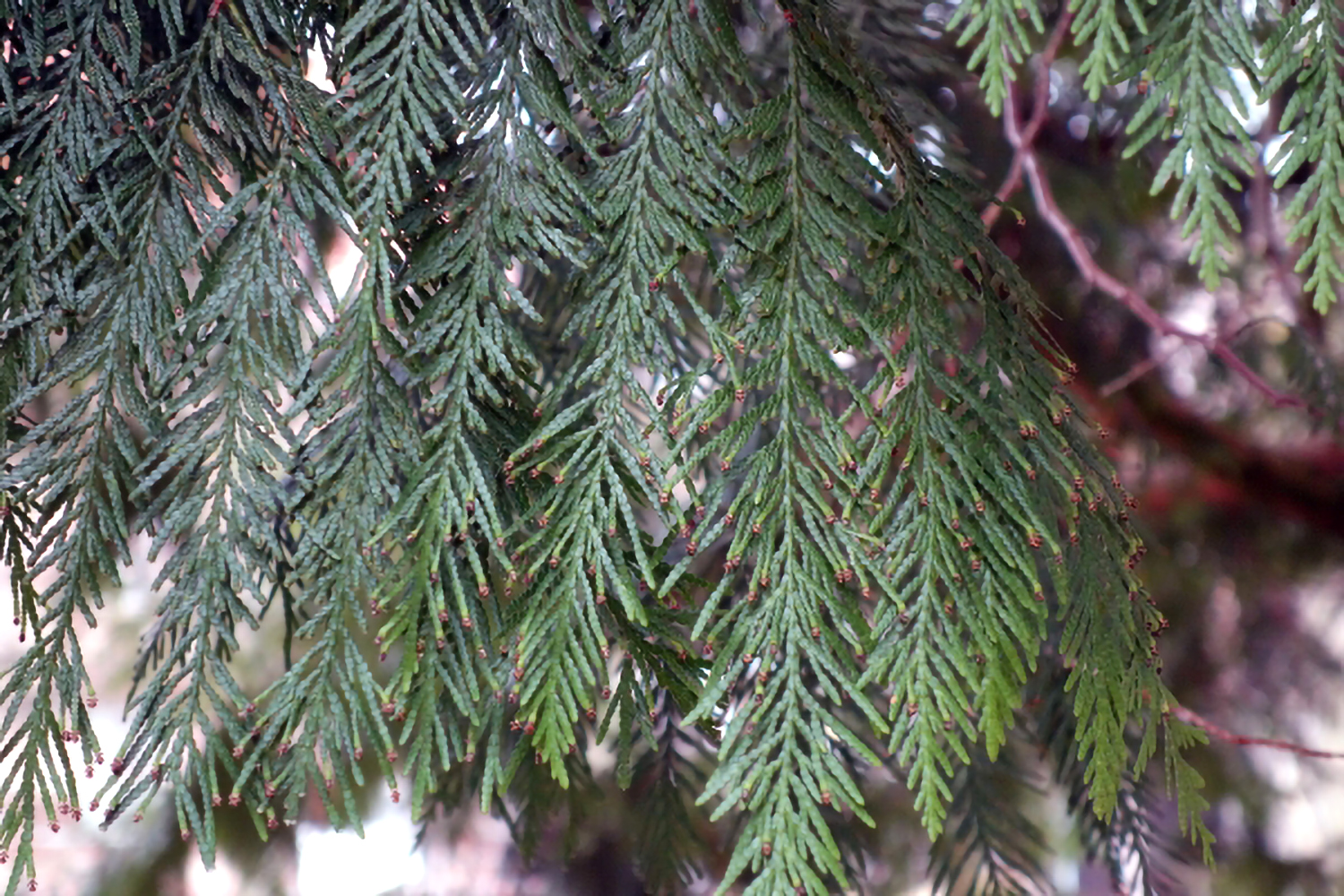 Thuja plicata - Bad Orb - 2020