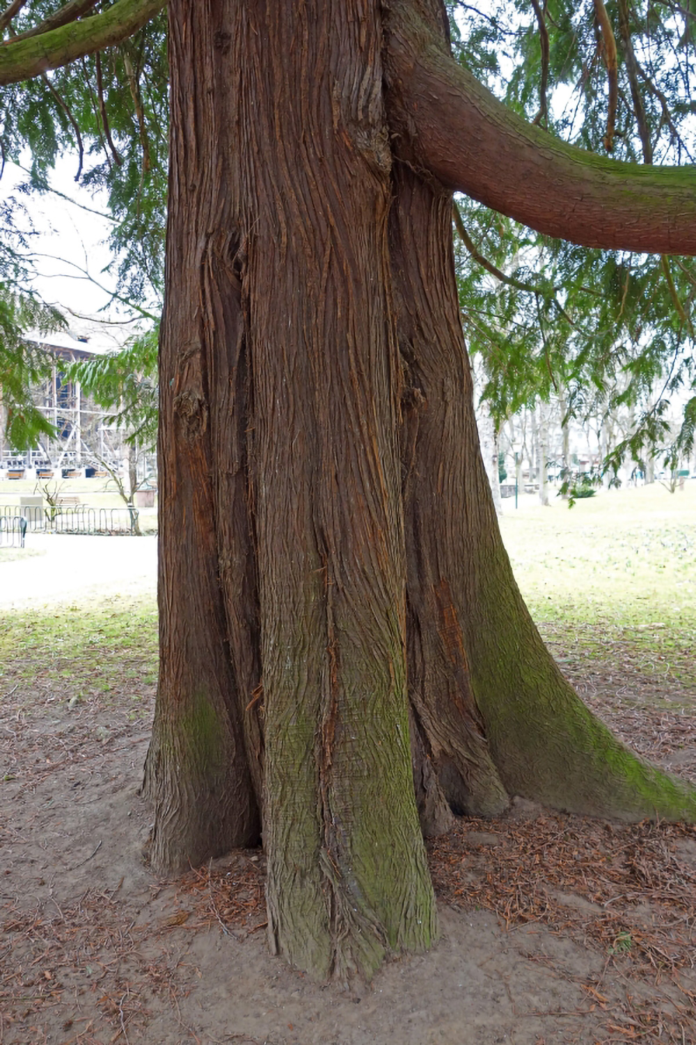 Thuja plicata - Bad Orb - 2020