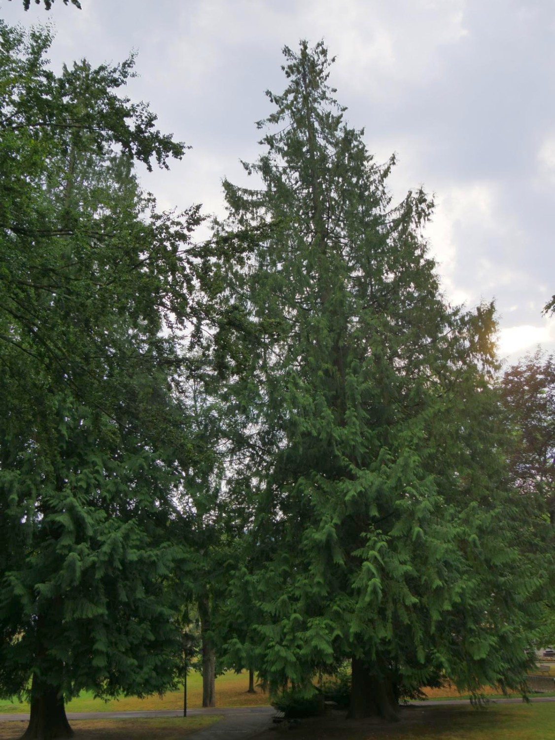 plicata Thuja