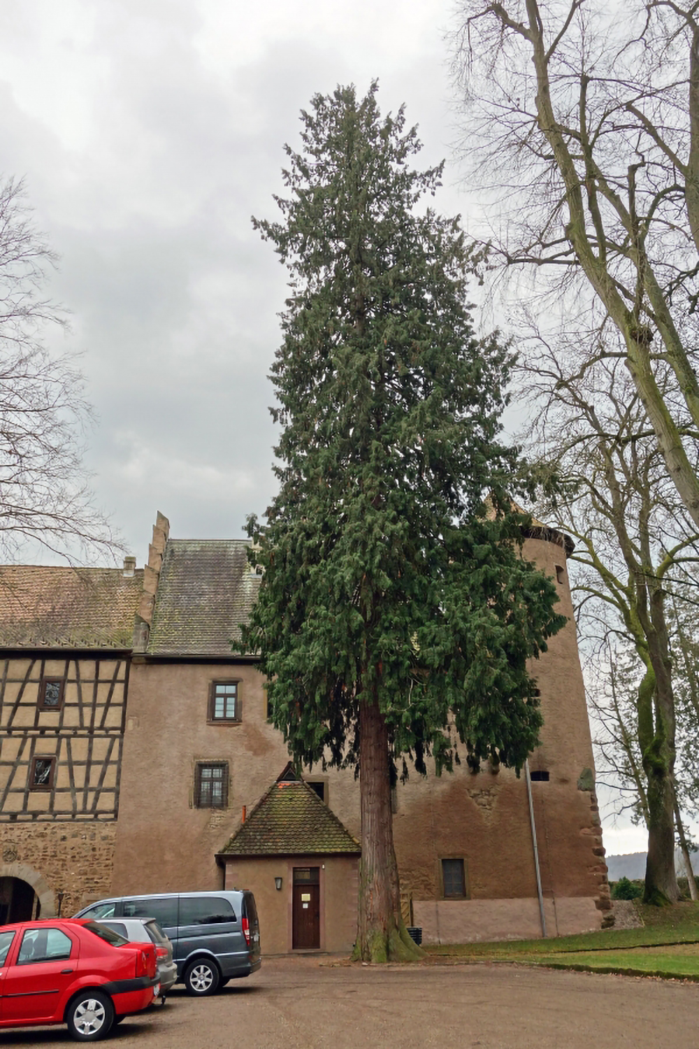 Thuja plicata - Schlosspark Aschach - 2013