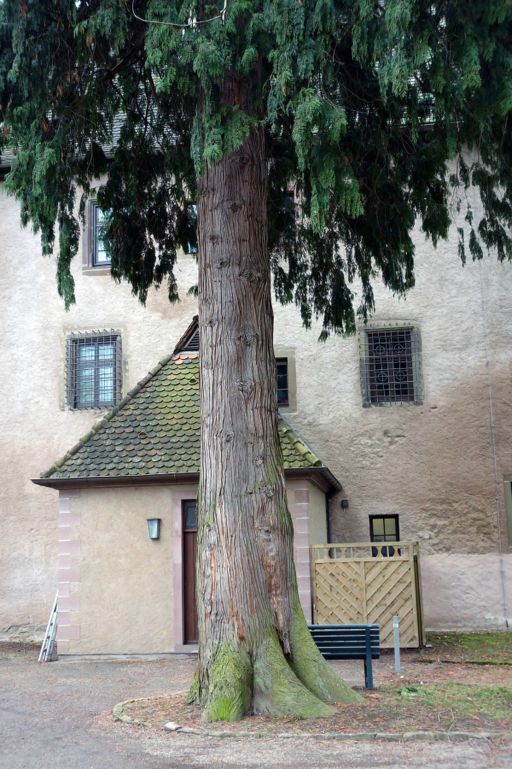 Thuja plicata - Schlosspark Aschach - 2013
