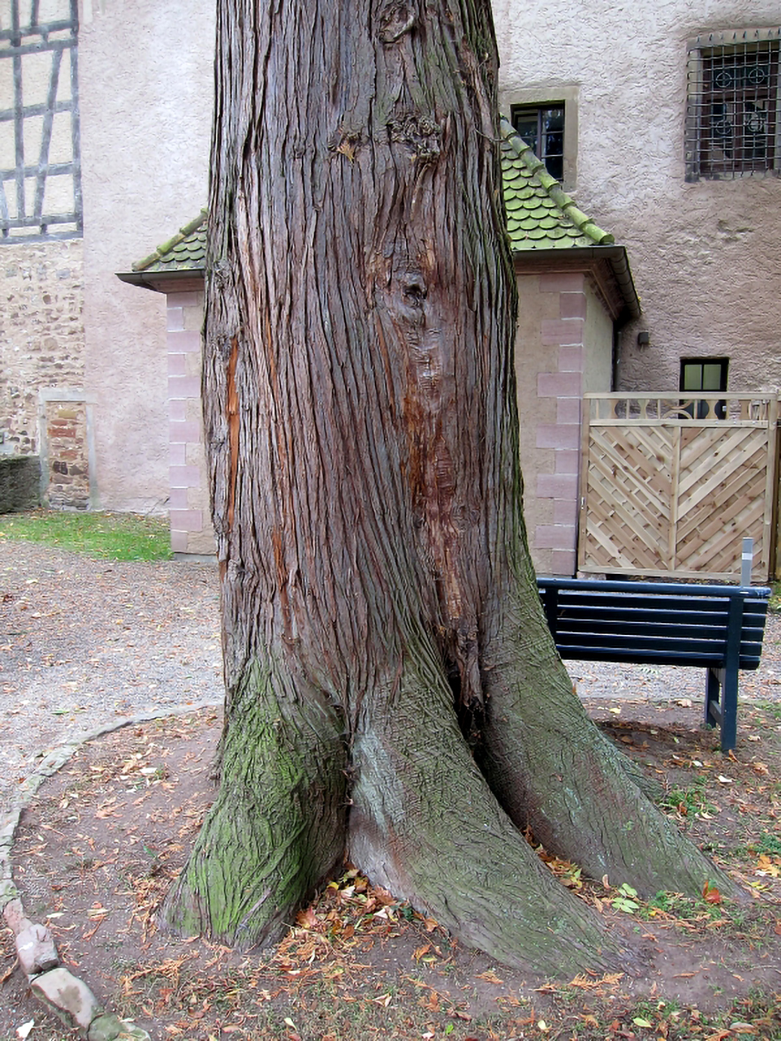 Thuja plicata - Schlosspark Aschach - 2012