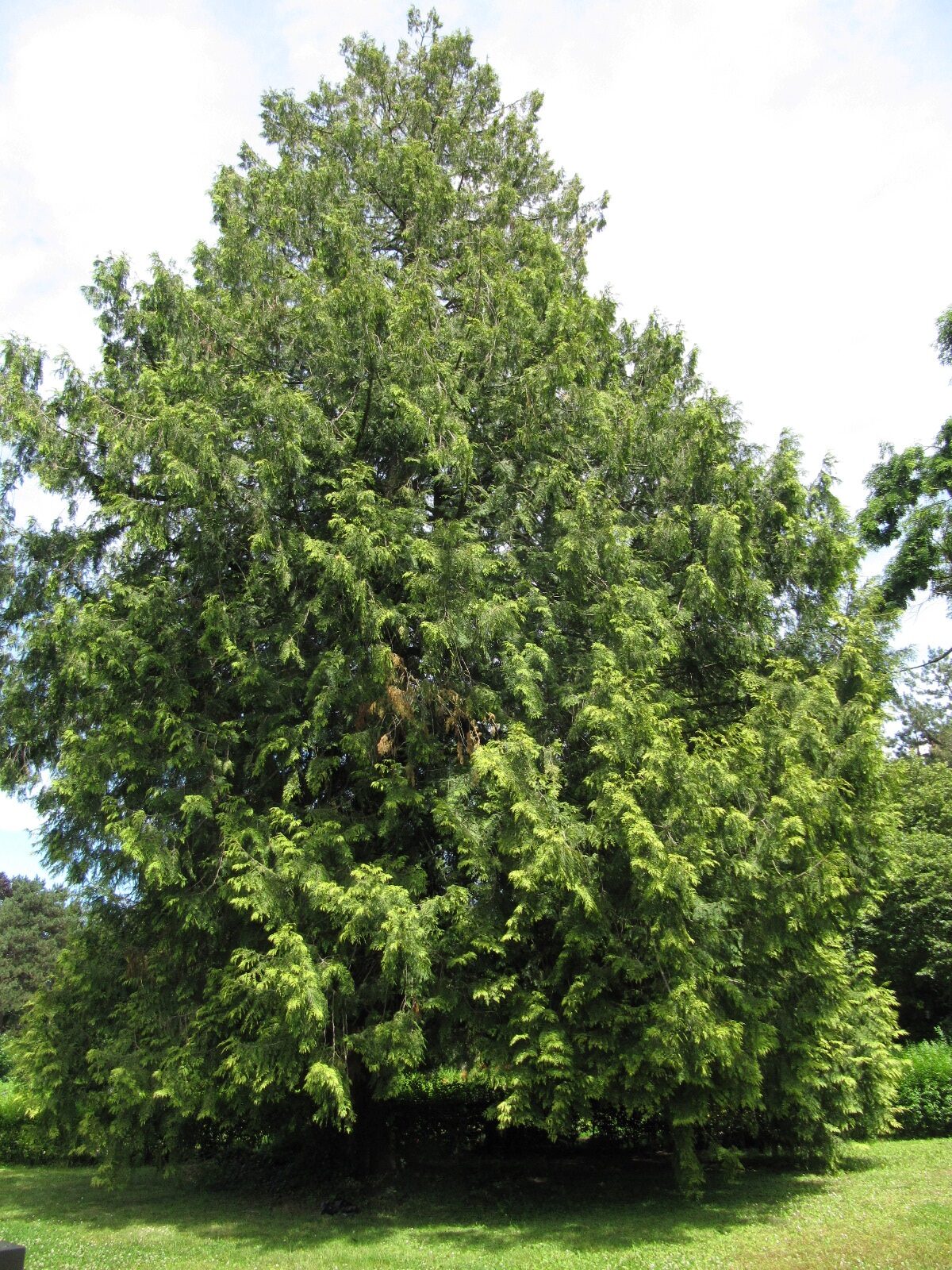 Thuja plicata 'Zebrina' - Trier Zentralfriedhof - Juli 2024