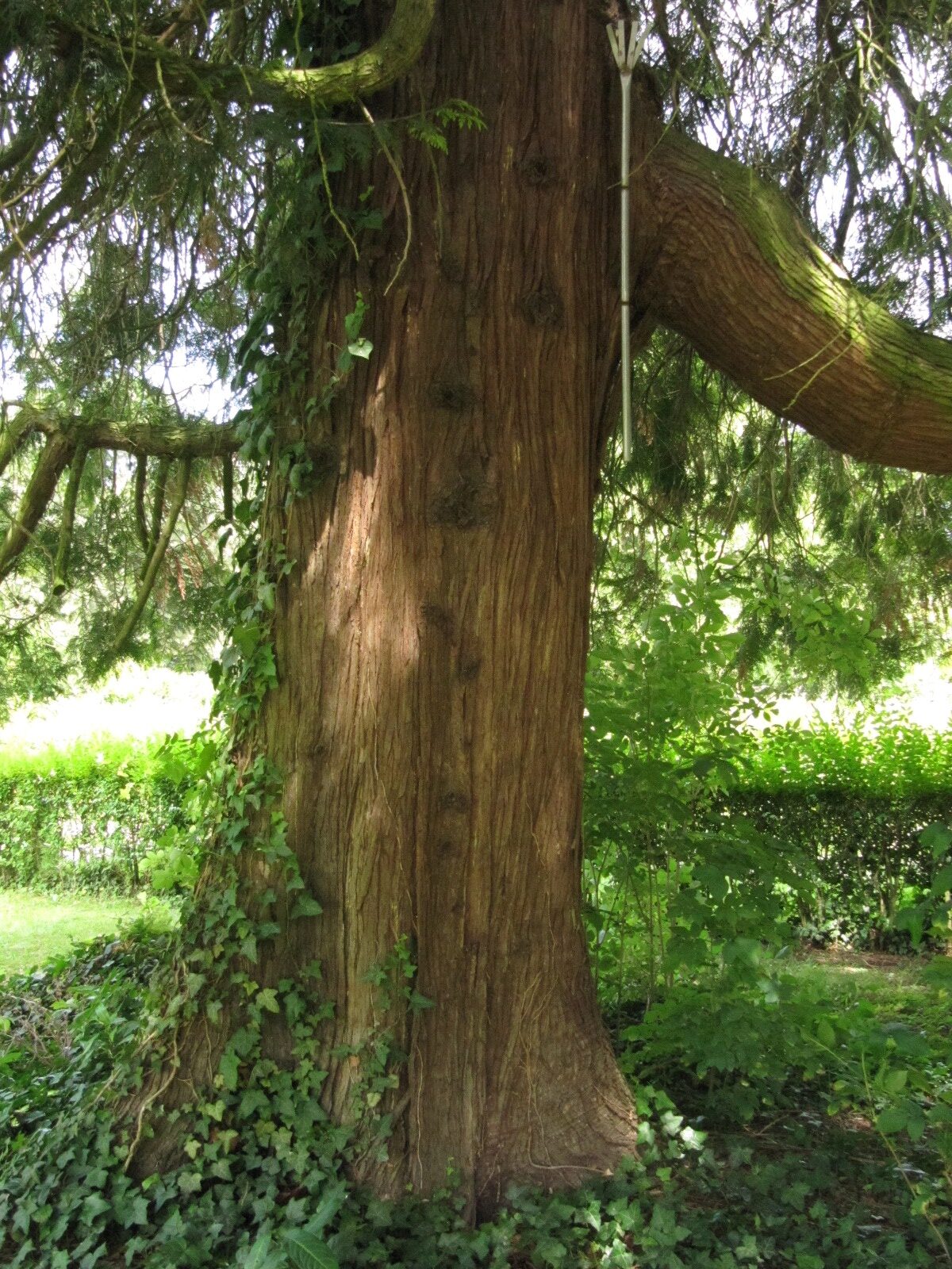 Thuja plicata 'Zebrina' - Trier Zentralfriedhof - Juli 2024
