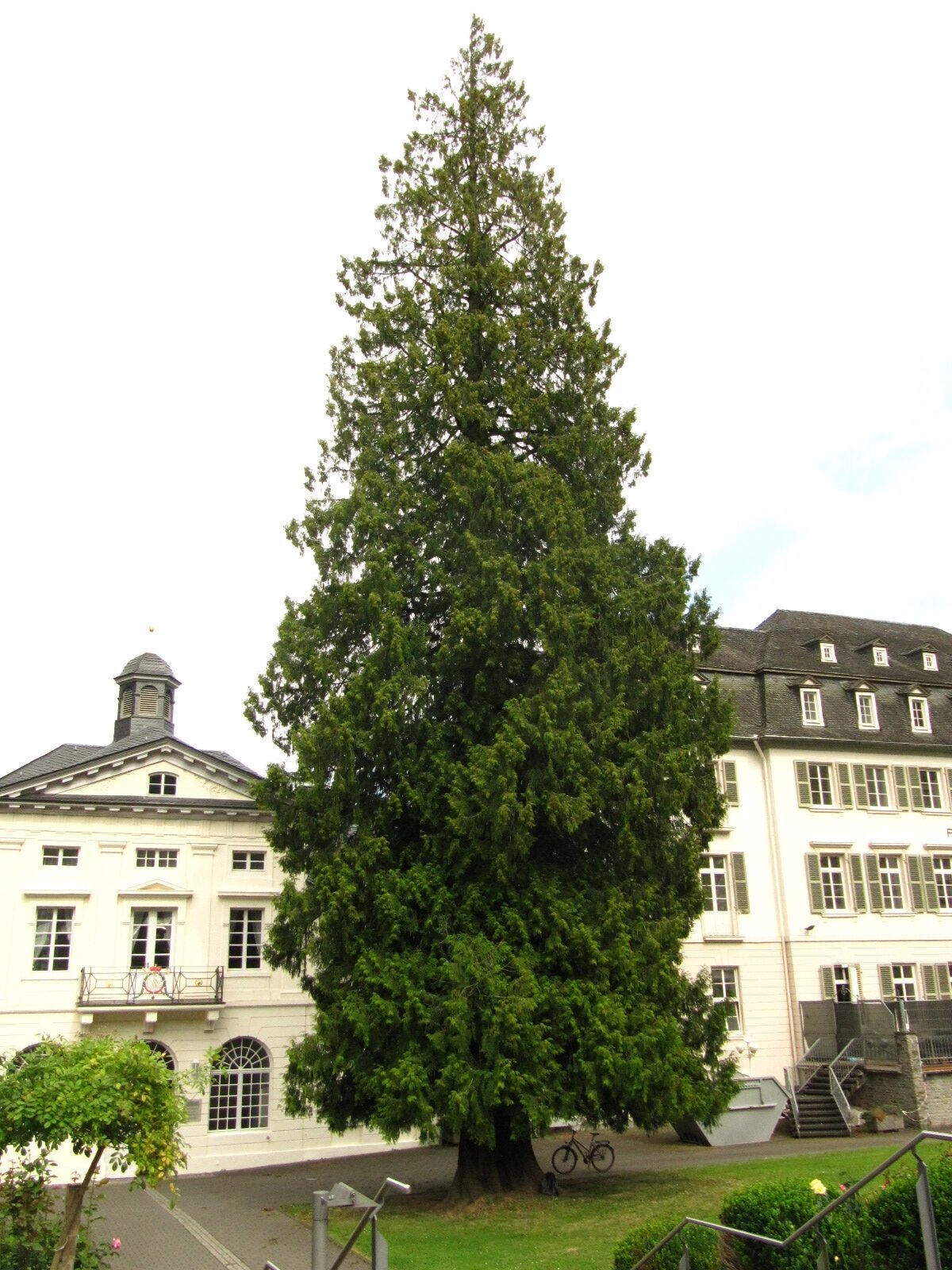 Thuja plicata - Bad Bertrich - Aug. 2024