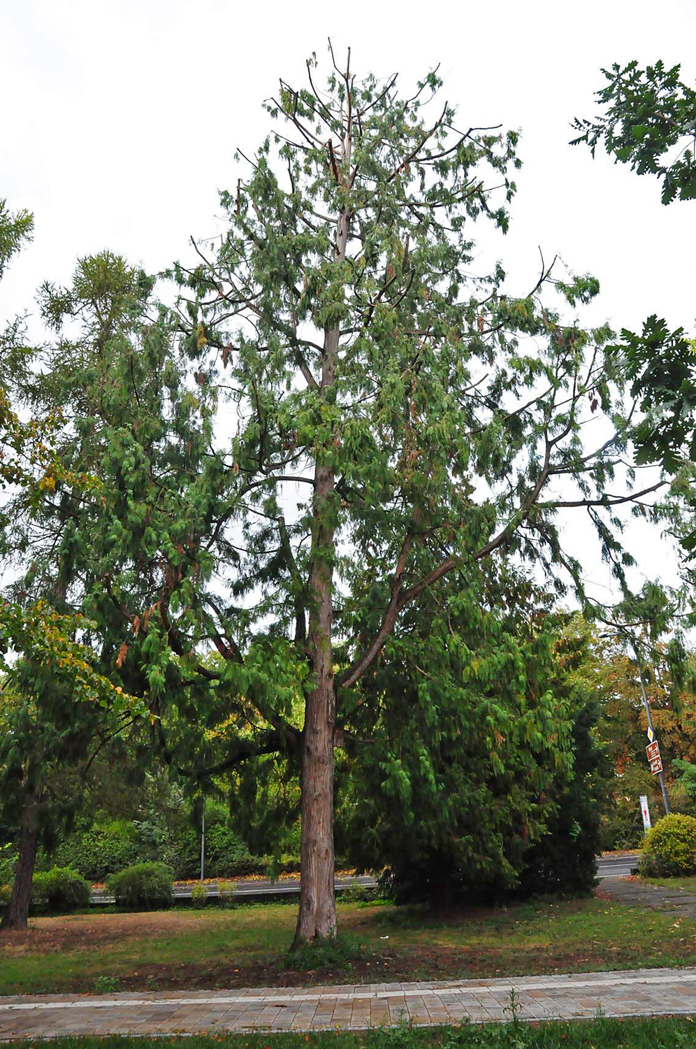 standishii Thuja