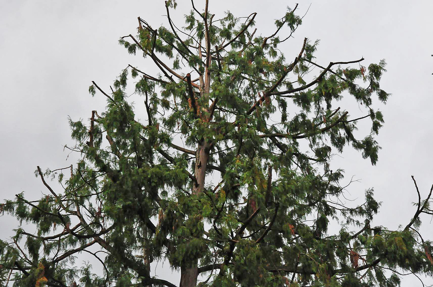 Thuja standishii - Würzburg - Sept. 2019