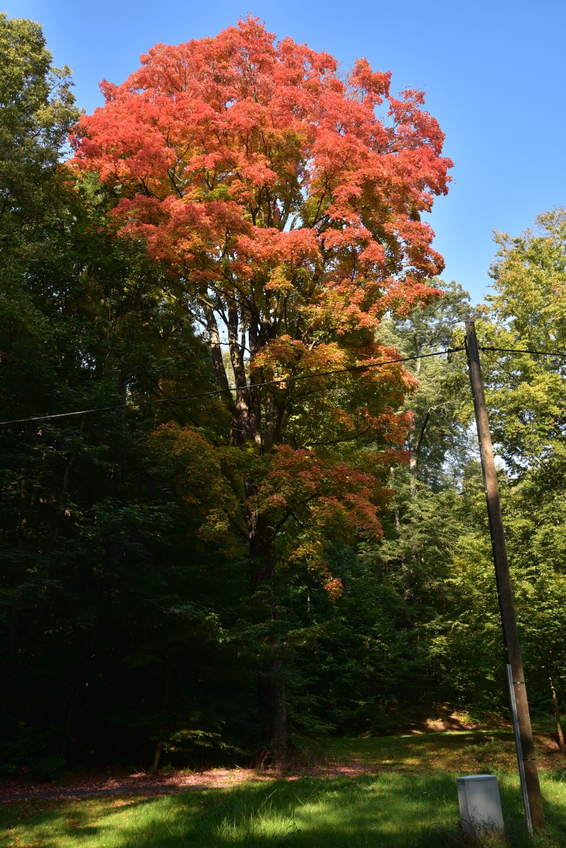 Acer saccharum - Oppach - 2015