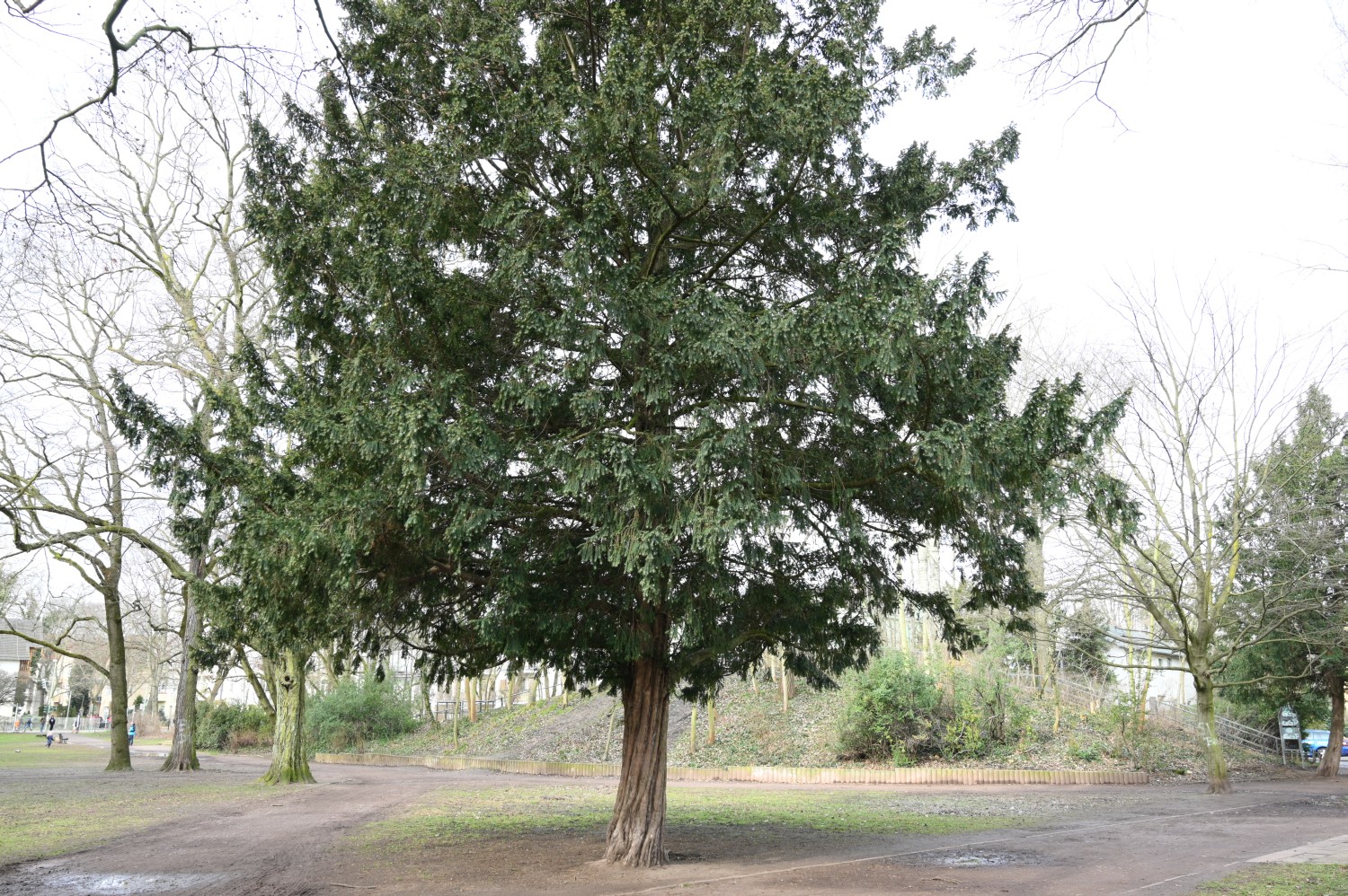 baccata Taxus