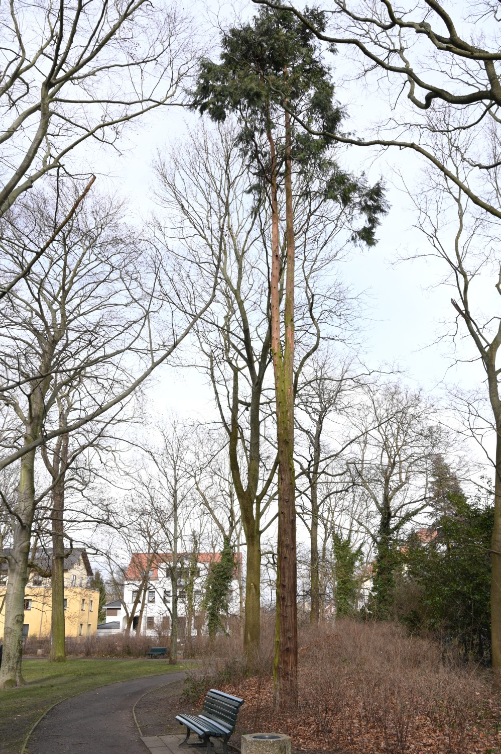 Calocedrus decurrens