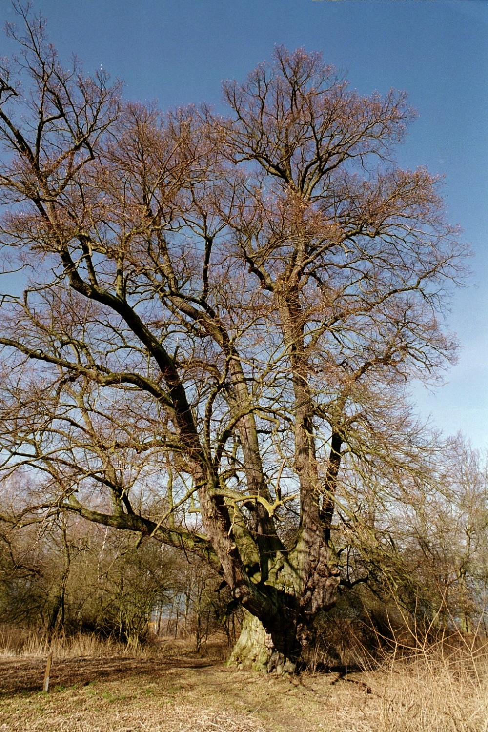 cordata Tilia
