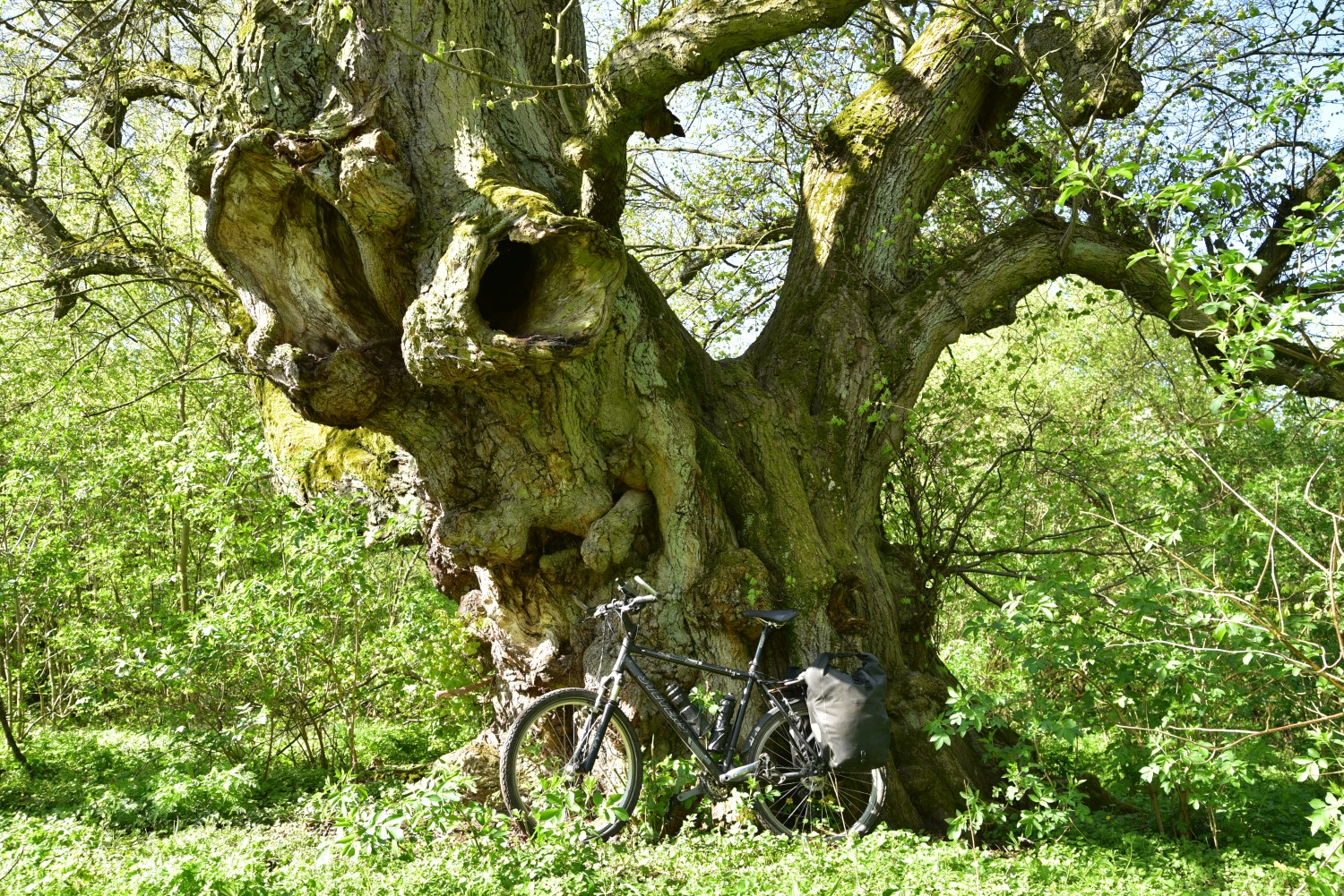 Tilia cordata - Pehlitzwerder - April 2014