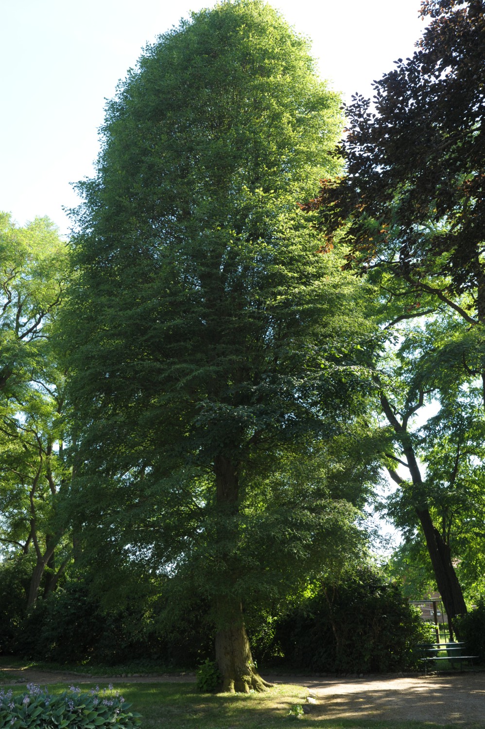 Tilia platyphyllos 'Laciniata' - Gutspark Demern - Juli 2010