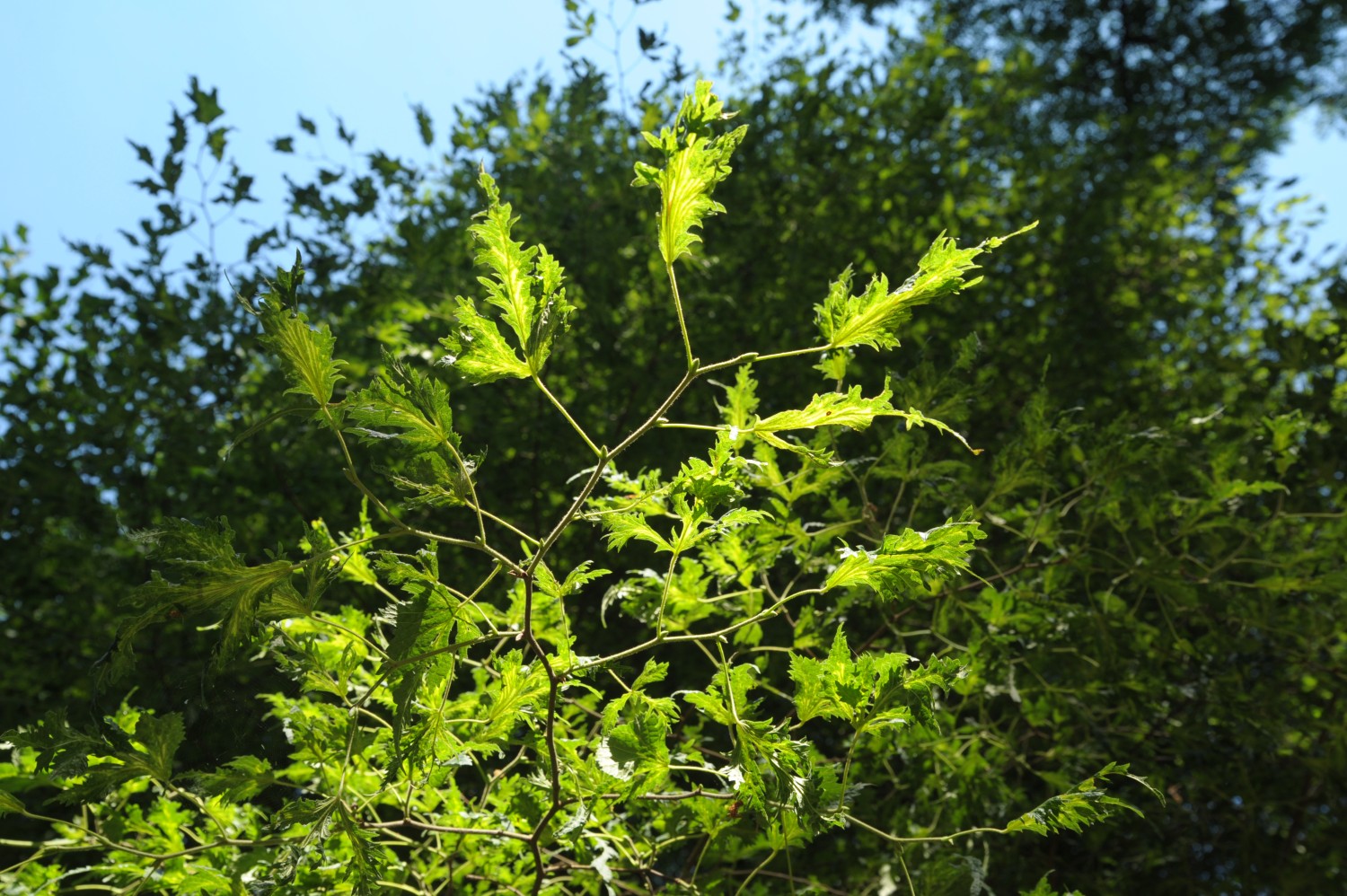 Tilia platyphyllos 'Laciniata' - Gutspark Demern - Juli 2010