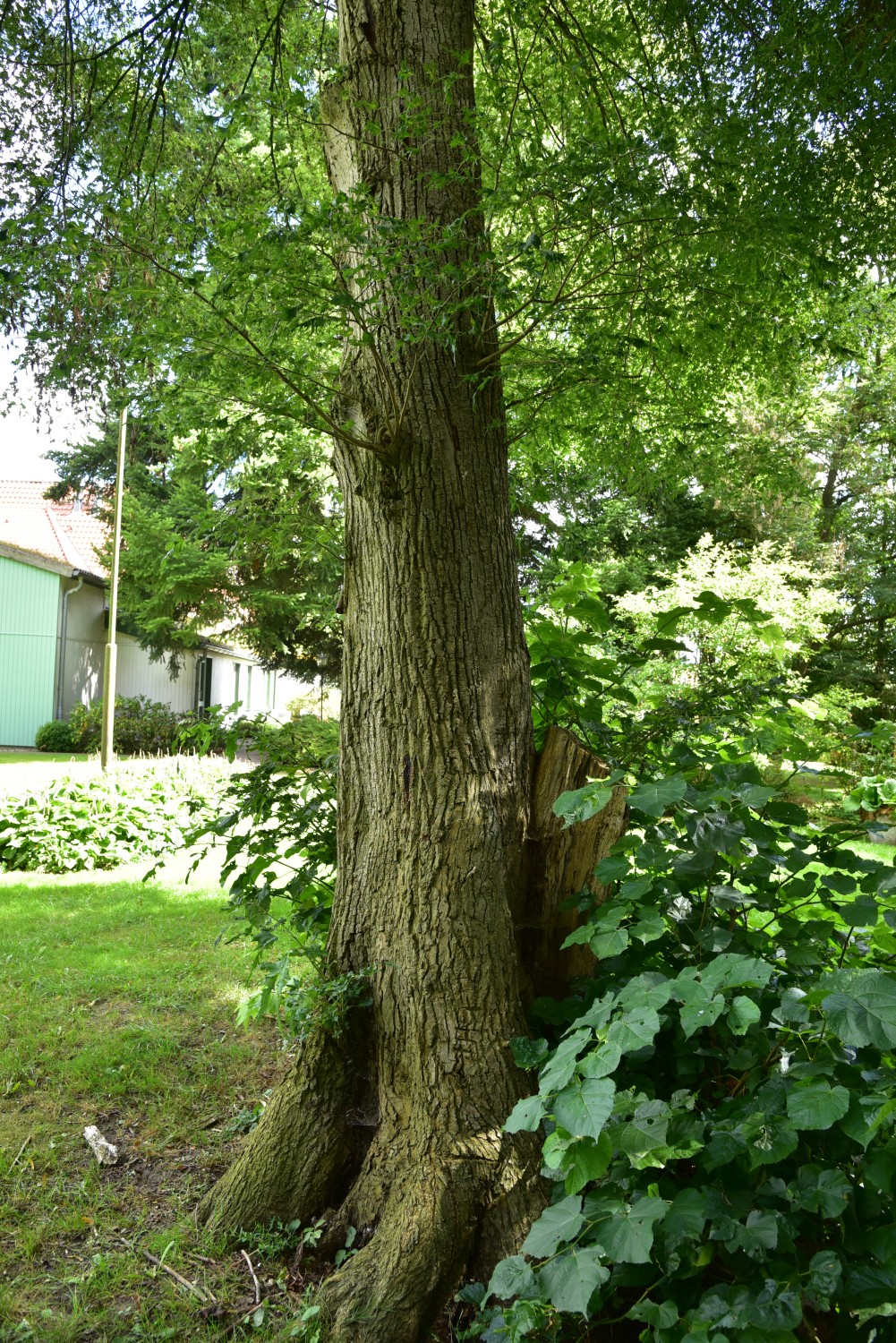 Tilia platyphyllos 'Laciniata' - Gutspark Demern - Aug. 2016
