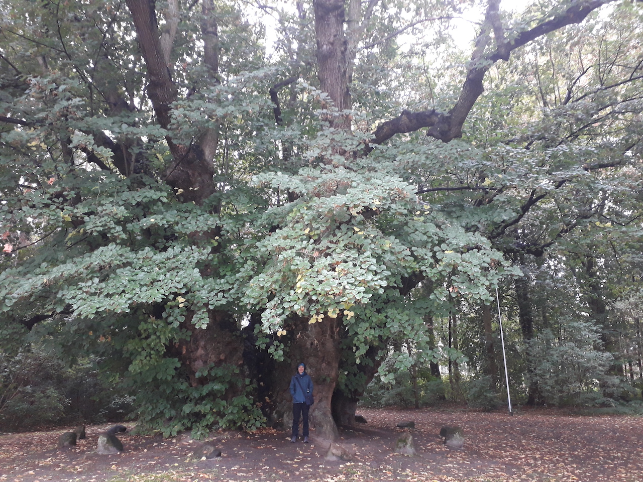 Sommer-Linde, Heede - Nationalerbe-Baum Nr. 1