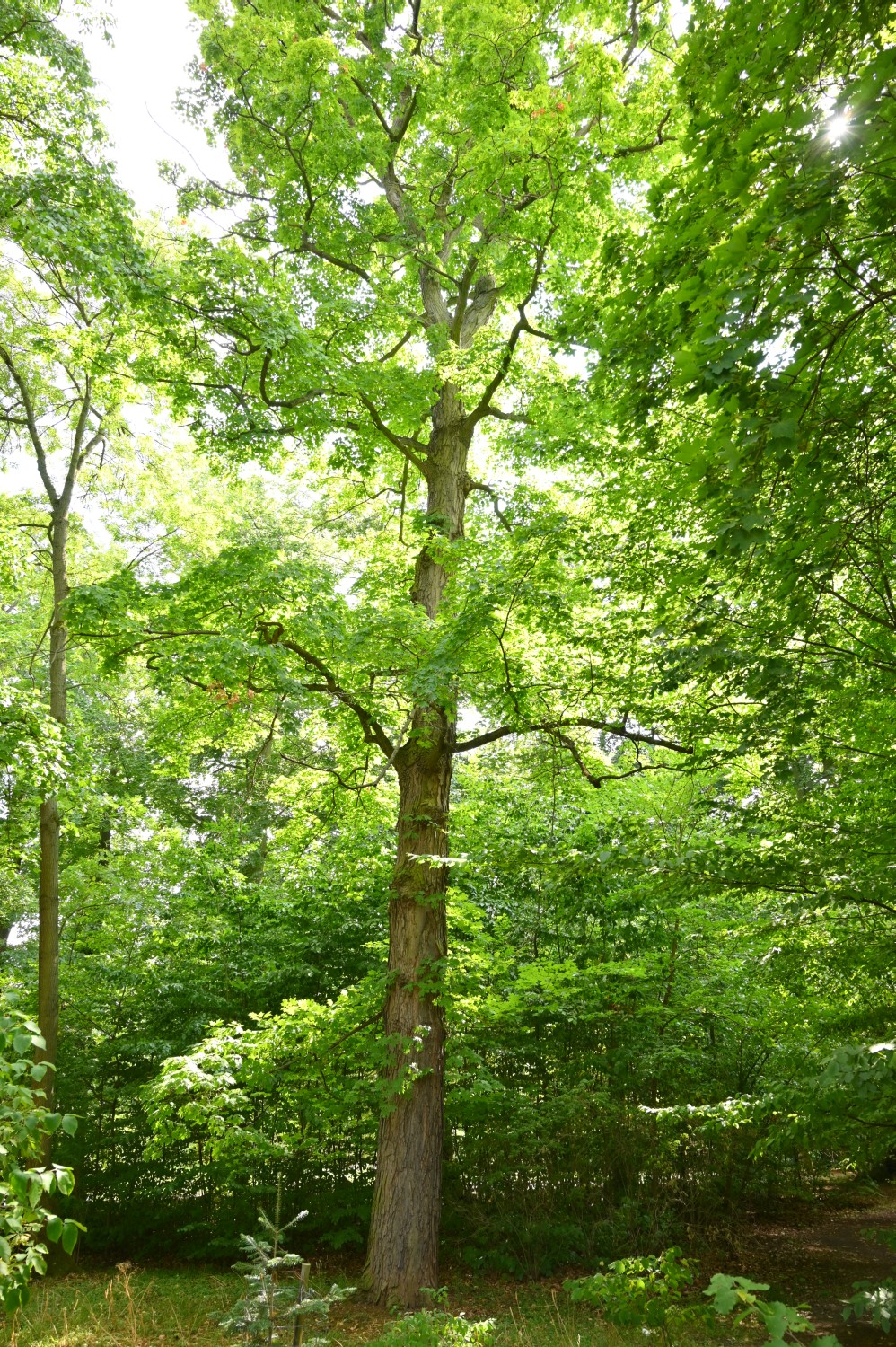 Acer saccharum