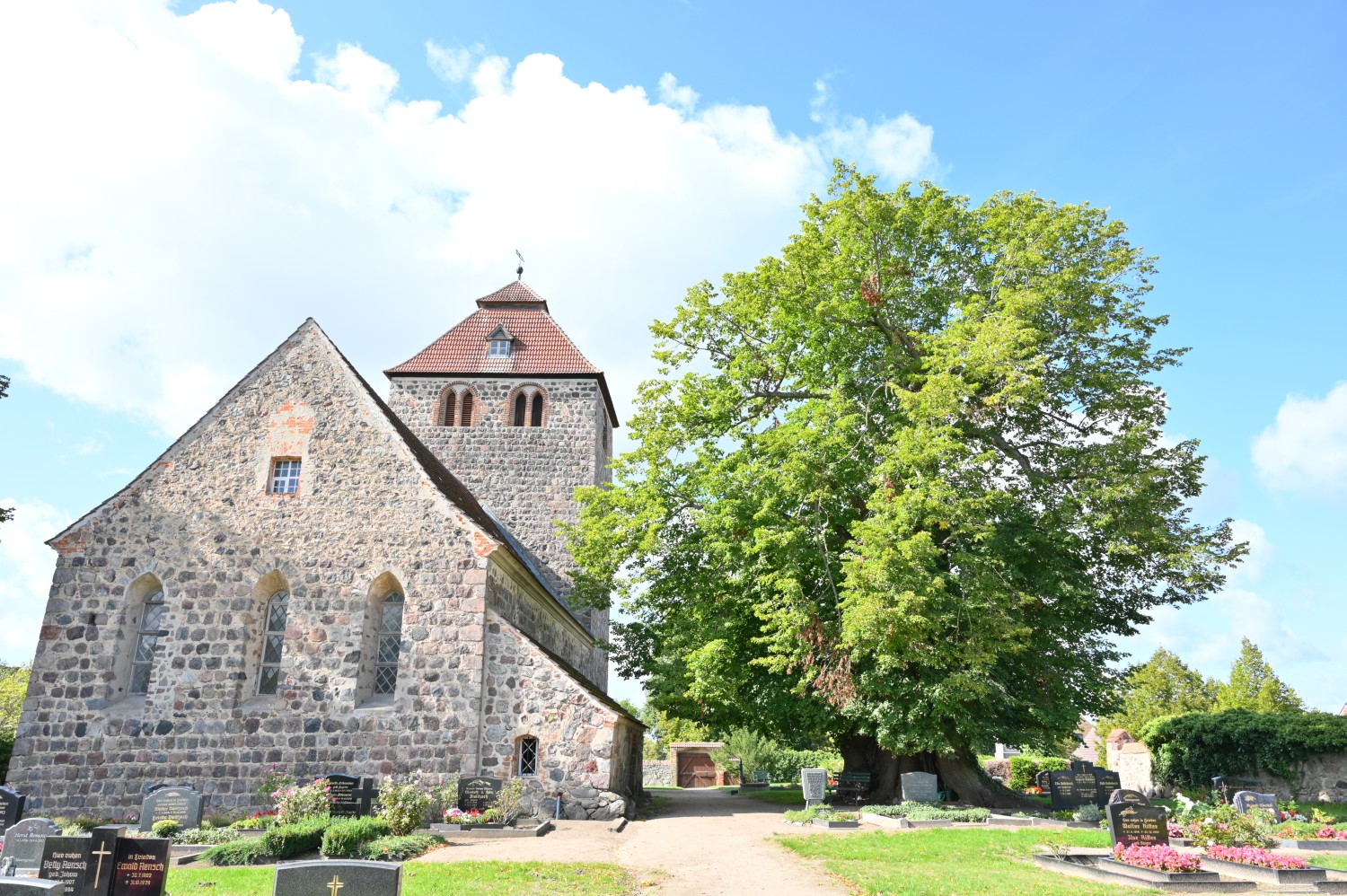 Tilia platyphyllos - Rönnebeck - 2020